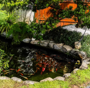 解救你的鱼池生态，这把伞比你想的更重要！